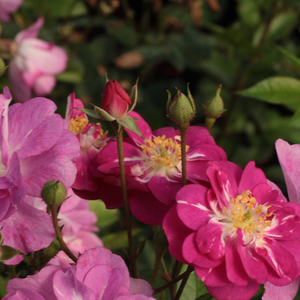 Poзa Чинска - розовая - Полиантовая роза 